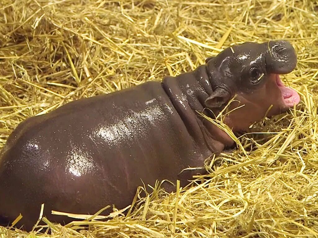 The baby hippo is learning to run. Карликовый Бегемот детеныш. Новорожденный Бегемотик. Мини бегемотики фото. Карликовый Бегемот домашний.