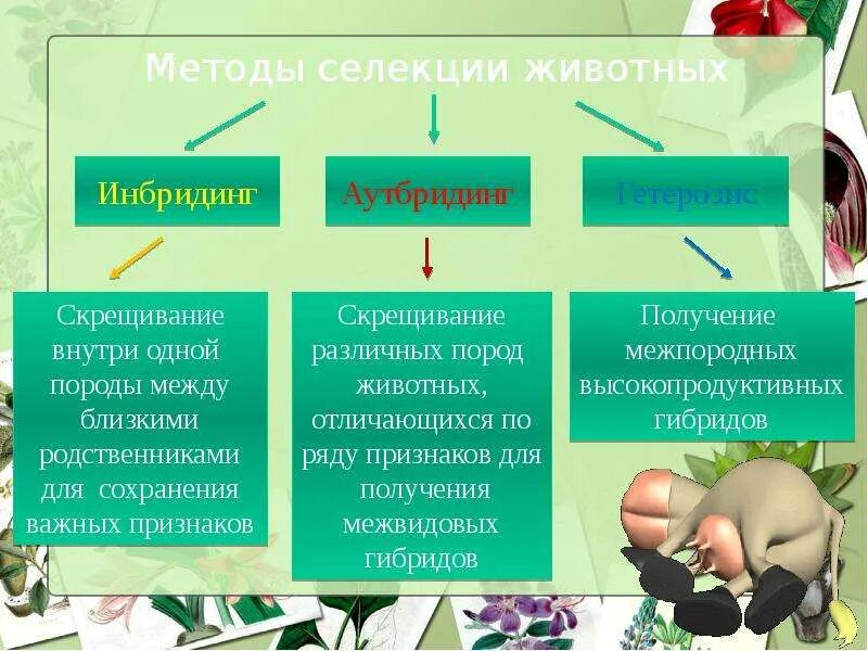 Методы селекции животных. Методы при селекции животных. Методы изучения селекции. Методы селекции аутбридинг инбридинг