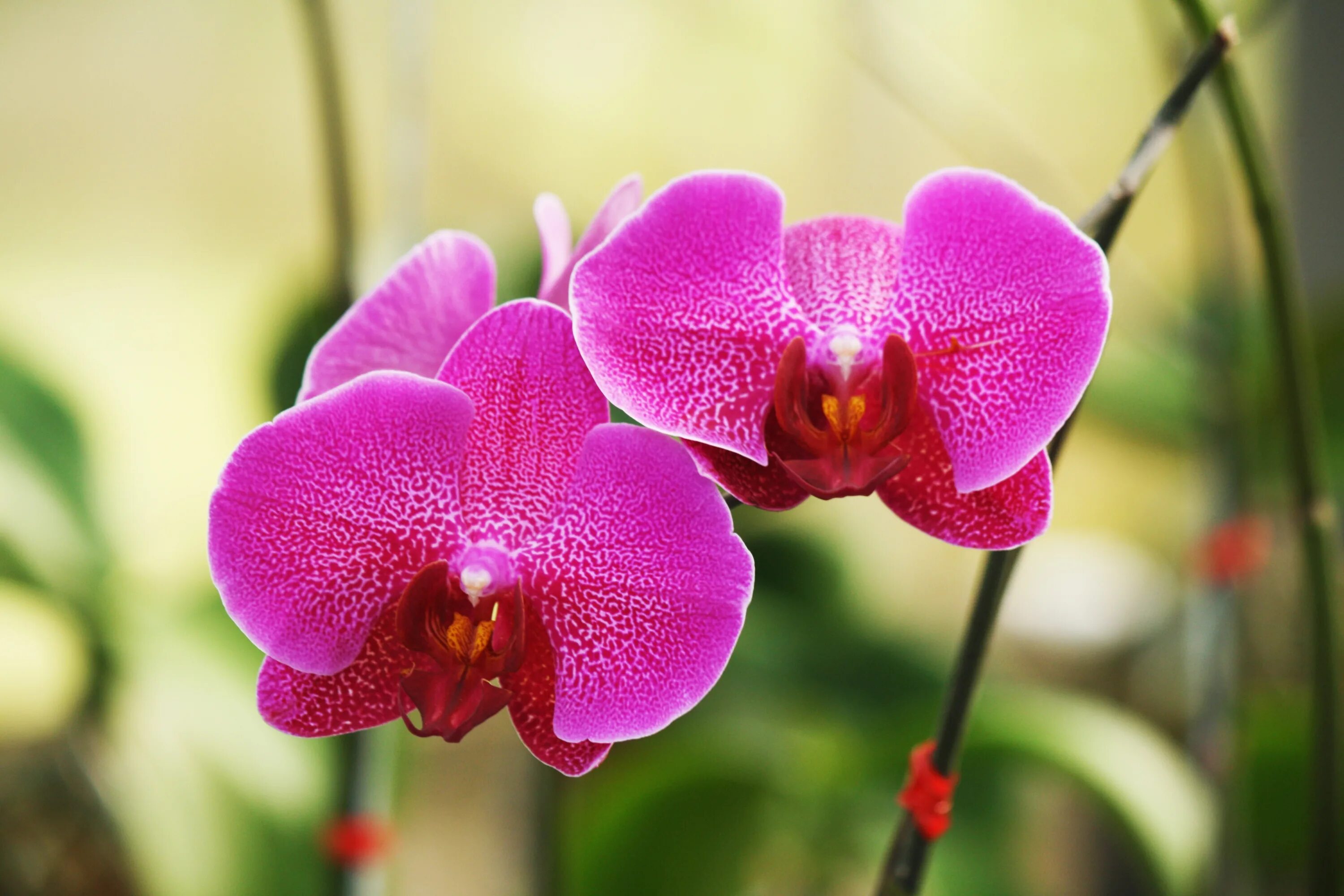 Flowers orchids. Орхидея фаленопсис. Фаленопсис Pink Balanz. Фаленопсис Sangria. Орхидея фаленопсис Кардинал.