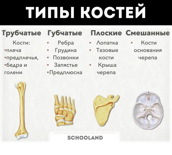 Основным признаком изменений костей является. Кости трубчатые губчатые плоские смешанные. Типы костей. Классификация костей человека. Формы костей человека.