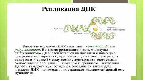 Роль ферментов днк