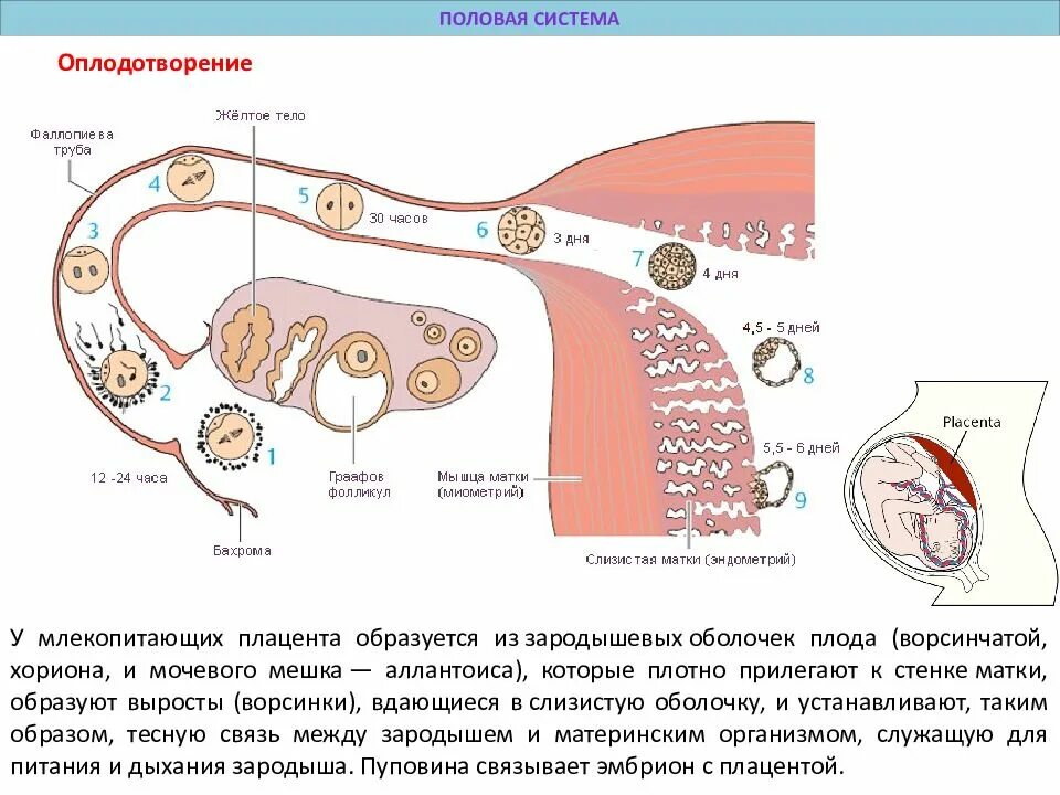 Процесс за которым следует оплодотворение. Оплодотворение. Оплодотворение у млекопитающих. Оплодотворение яйцеклетки млекопитающих. Схема оплодотворения у млекопитающих.