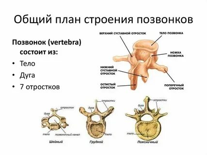 Как выучить позвонки по анатомии
