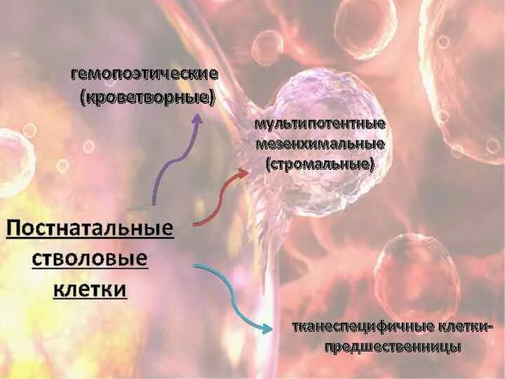 Сколько стволовых клеток. Постнатальные стволовые клетки. Стромальные стволовые клетки. Мезенхимальные стромальные стволовые клетки. Гемопоэтические стволовые клетки.