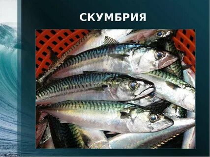 Отличие скумбрии