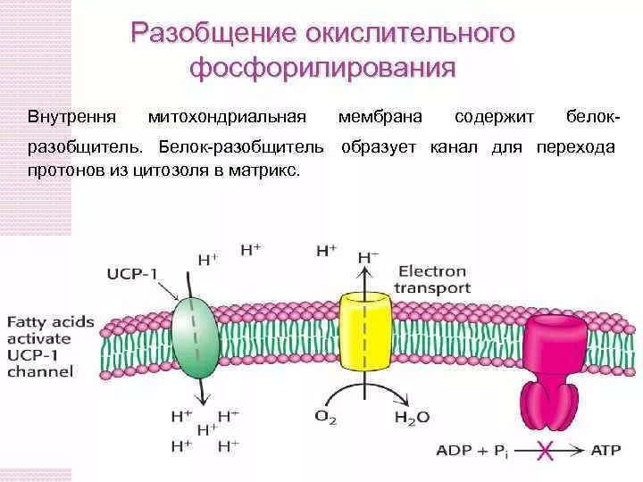 Окислительное фосфорилирование в процессе дыхания. Окислительное фосфорилирование в дыхательной цепи митохондрий это. функции окислительного фосфорилирования. разобщение окислительного фосфорилирования. разобщители тканевого дыхания и фосфорилирования.
