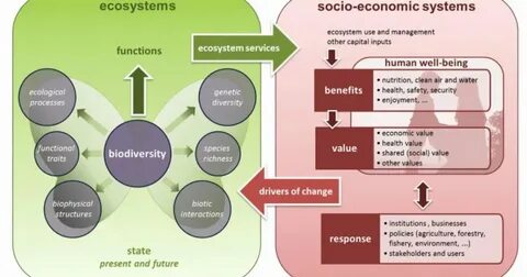 Environment ielts