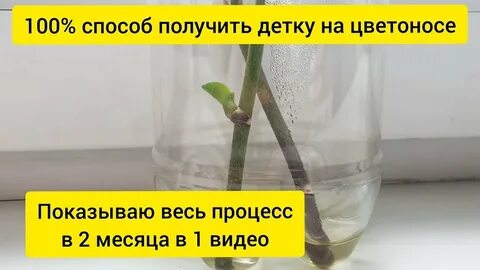 Как вырастить детку