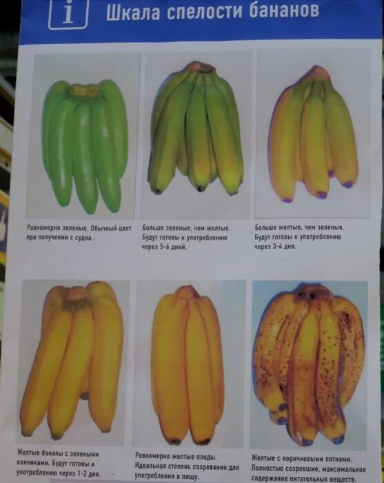 Какие бананы полезнее зеленые или. Цветные бананы. Степень зрелости банана. Стадии зрелости бананов. Бананы по степени зрелости.