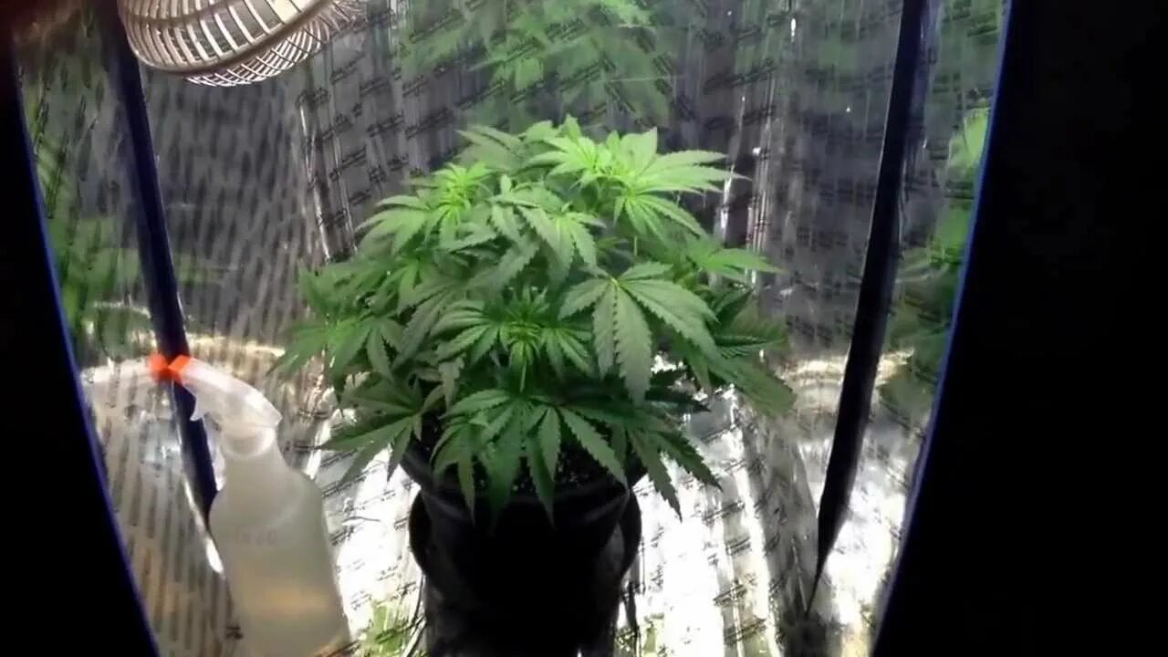 Size grow