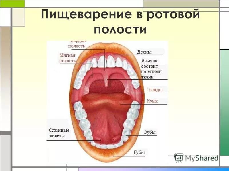 Химическое пищеварение в ротовой полости. Строение ротовой полости 8 класс биология. Ротовая полость пищеварение в ротовой. Схема процессов пищеварения в ротовой полости. Строение пищеварение в ротовой полости.