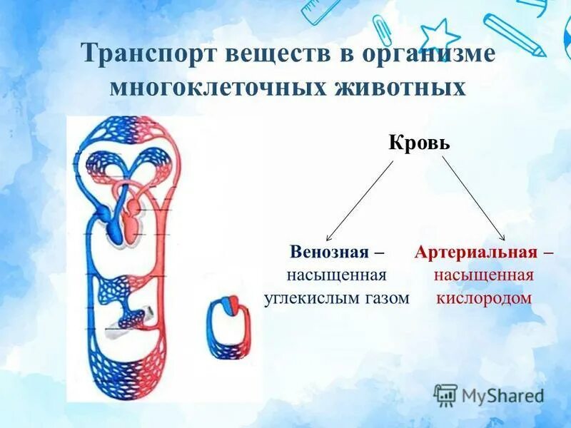 Кровеносная система 6 класс биология. Передвижение веществ у животных. Незамкнутая кровеносная система. Транспорт веществ у разных животных. Схема замкнутой и незамкнутой кровеносных систем.