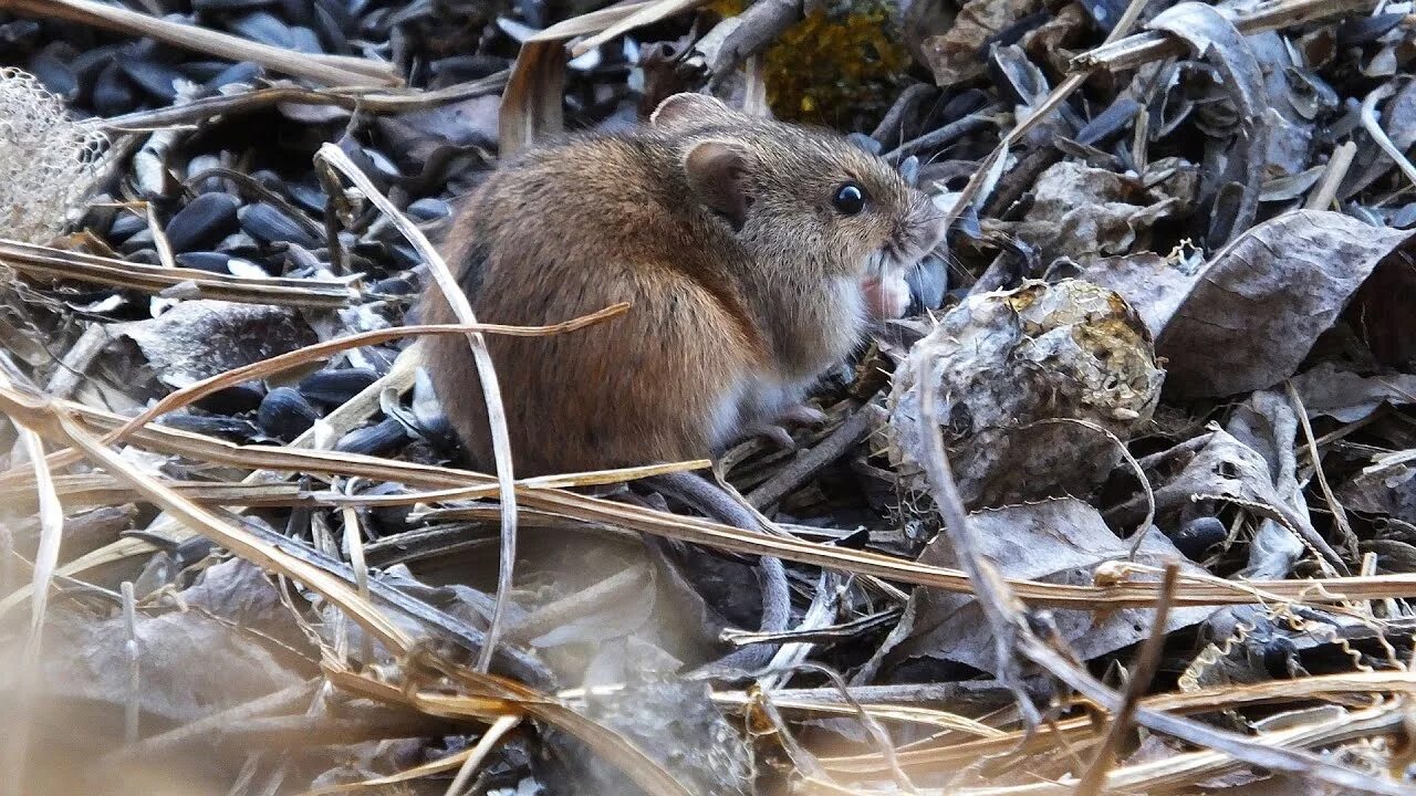 Полевые мыши зимой. Мышь полевка. Полевая мышь Робертсона. Охота на полевых грызунов. Гнездо мыши полевки.