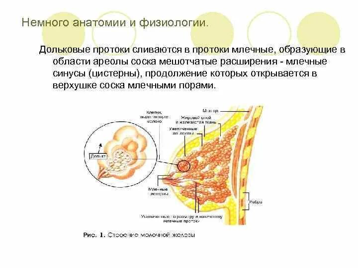 Млечные железы функции. Молочная железа анатомия и физиология. Расширение молочных протоков. Эктазия молочной железы. Молочная железа млечные протоки.