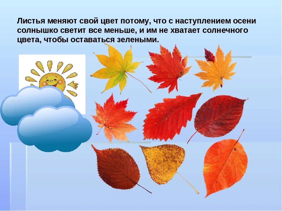 Изменение окраски листьев. Причины изменения окраски листьев осенью. Изменение цвета листьев осенью. Почему осенью меняется окраска листьев.