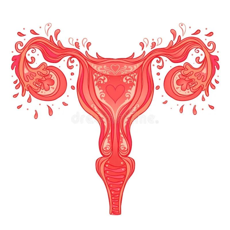 Матка цветы. Матка рисунок. Стилизованные изображения женских половых органов. Женская половая система внутри