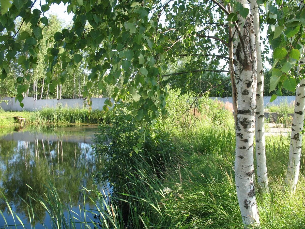 Березка нижегородская область. Брянск река Березка. Берёза повислая у реки. Береза повислая над рекой. Березовая роща Тутаев.