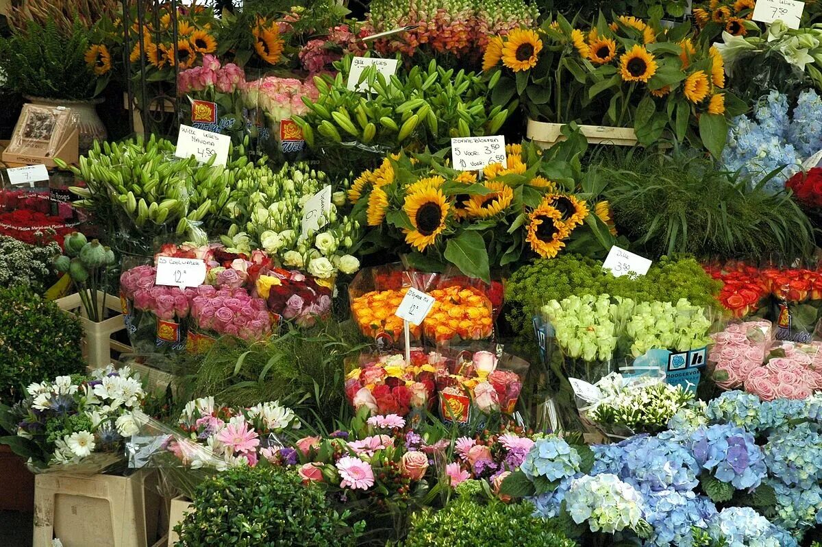 Закупки растений. Flower Market in Amsterdam (Bloemenmarkt). Цветочный рынок. Цветочный магазин на рынке. Голландские рынки цветов.