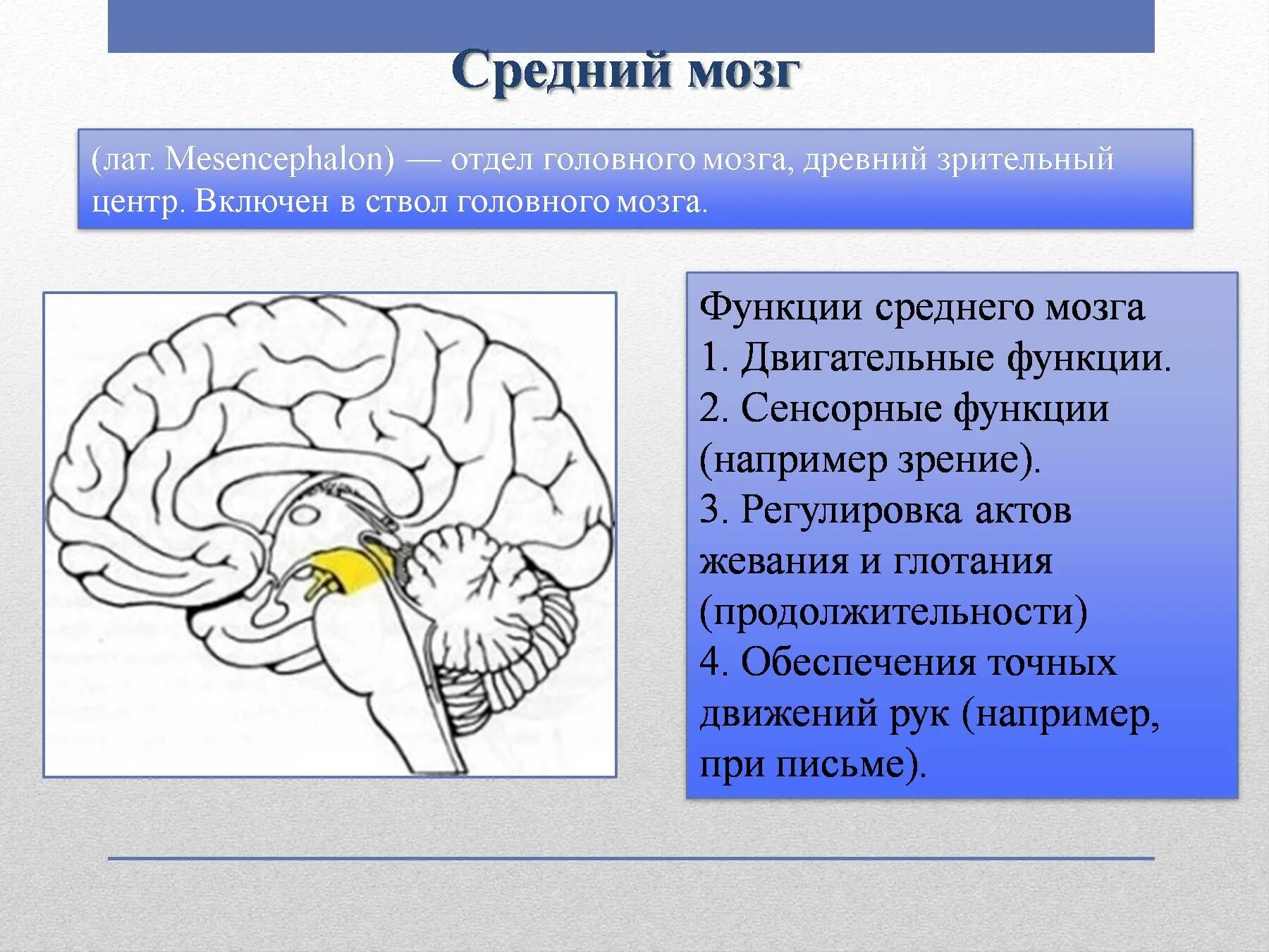 Отделы среднего мозга анатомия. Средний отдел мозга функции. Функции среднего мозга анатомия. Строение мозга средний мозг.