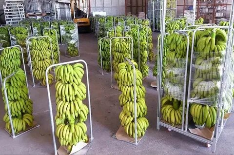 One fruit gas