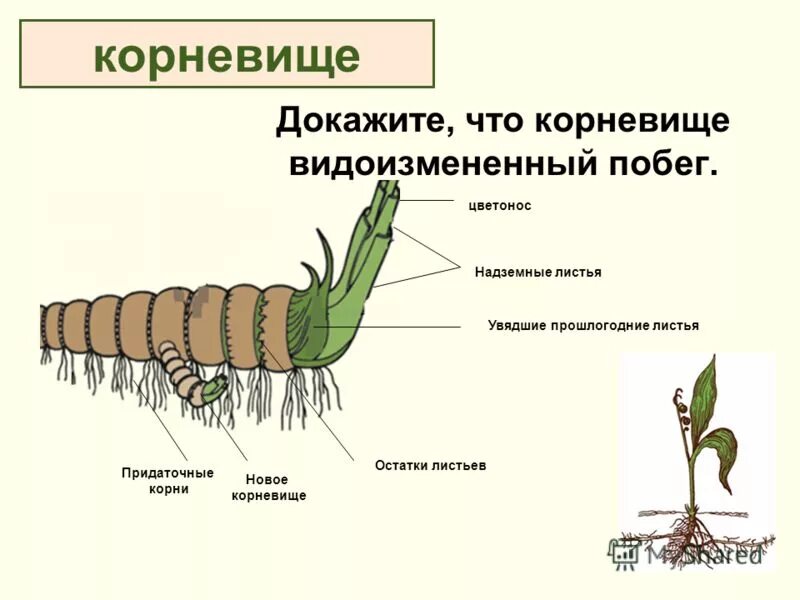 Основные признаки царства растений. Цветок является видоизмененным побегом. Цветок видо изменённый побег. Докажите что цветок это видоизмененный побег. Растение биологическая система схема.