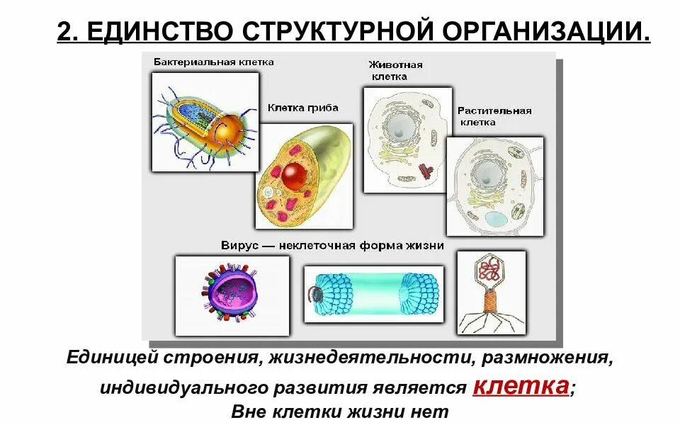 Организация строения клеток. Единство структурной организации. Клеточное строение (единство структурной организации). Единство структурной клетки. Единство структурной организации живых организмов.