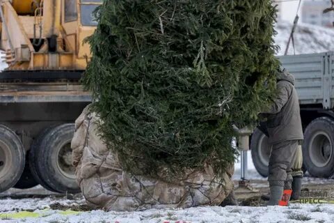 Упавшая ель