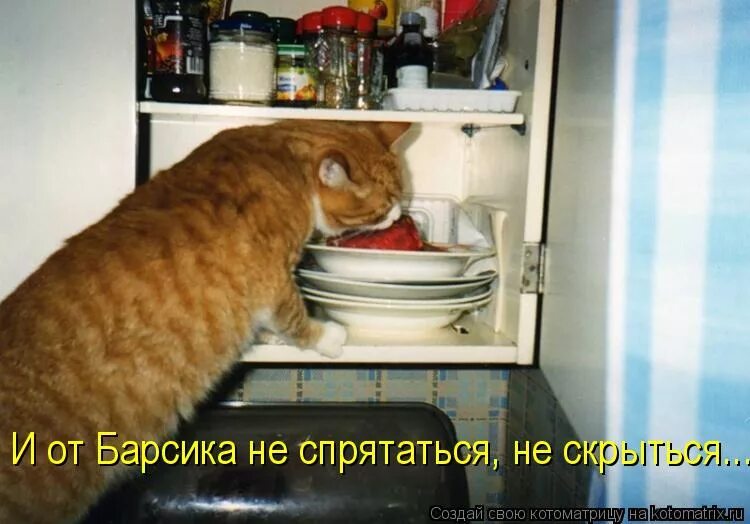 Никуда не спрятаться. Толстый кот в холодильнике. Жирный кот в холодильнике. Ворует еду из холодильника. Рыжий кот в холодильнике.