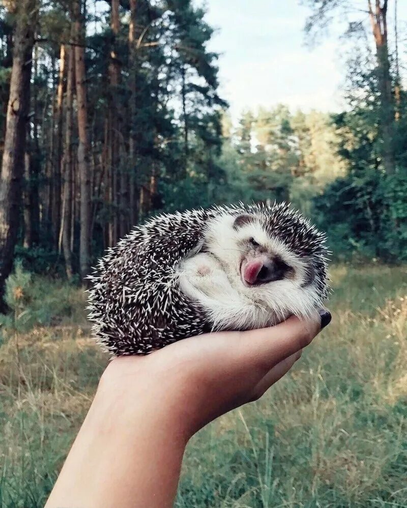 Ну ежика