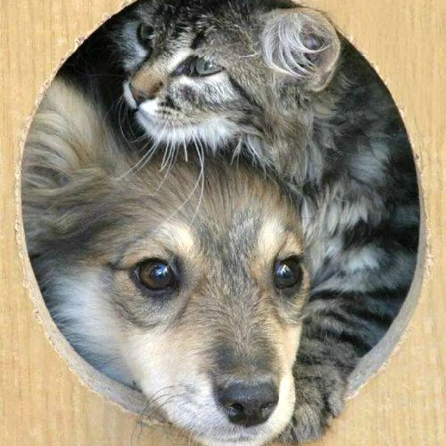 Бездомные животные. Картинки кошек и собак. Кот и пес. Будка для собаки и кота.