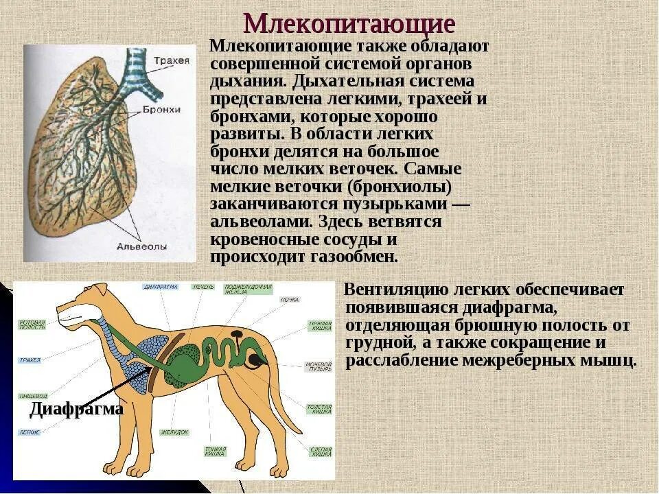 У птиц также как и у млекопитающих. Система органов дыхания млекопитающих 7 класс. строение дыхательной системы млекопитающих 7 класс. дыхательная система млекопитающих 7 класс биология. дыхательная система млекопитающих схема биология 7 класс.