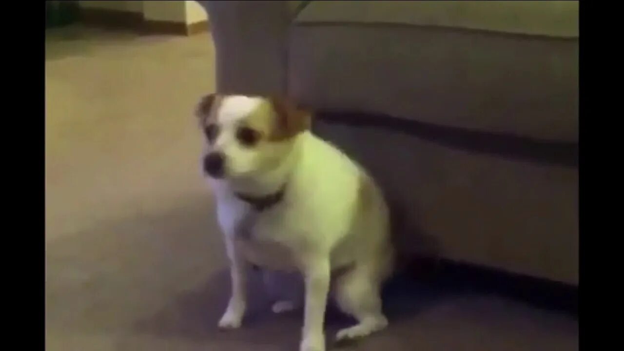 Собака танцует под музыку мем Television Animated GIF Animated gif, Gif, Giphy