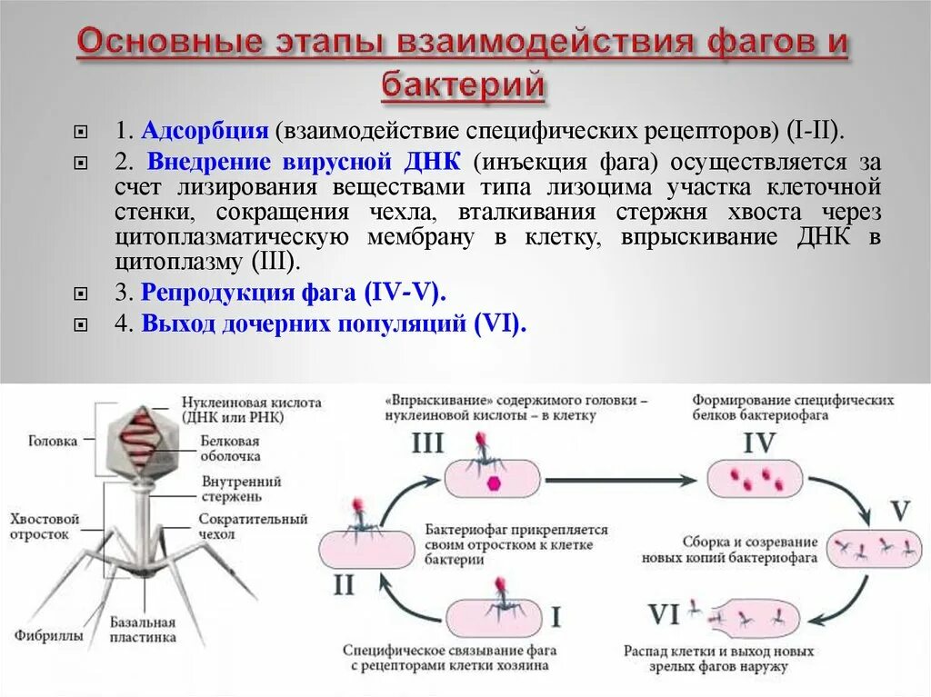 Определить какова будет последовательность вирусного белка. Определить какова будет последовательность вирусного белка