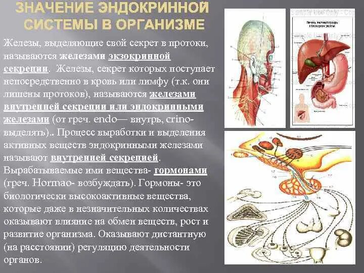 Какие железы выделяют свои секреты в кровь. Значение эндокринной системы. Системы органов человека эндокринная система. Железы внутренней секреции обозначить. Железы внутренней секреции функции в организме человека.