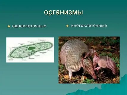 Почему в многоклеточном организме