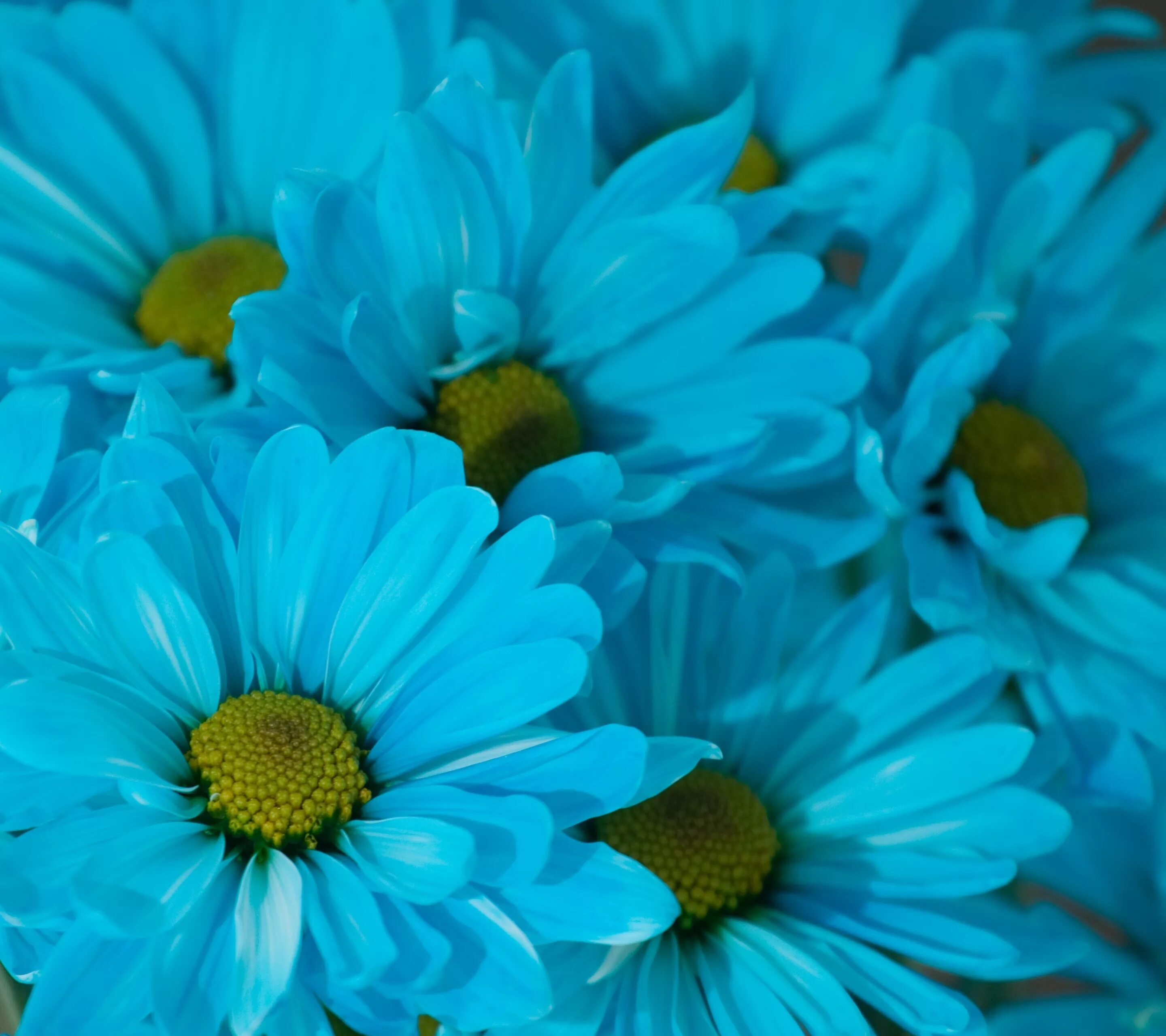 Голубой цвет фото. Бирюзовые цветы. Голубой цвет. Синие ромашки. Лазурные цветы.