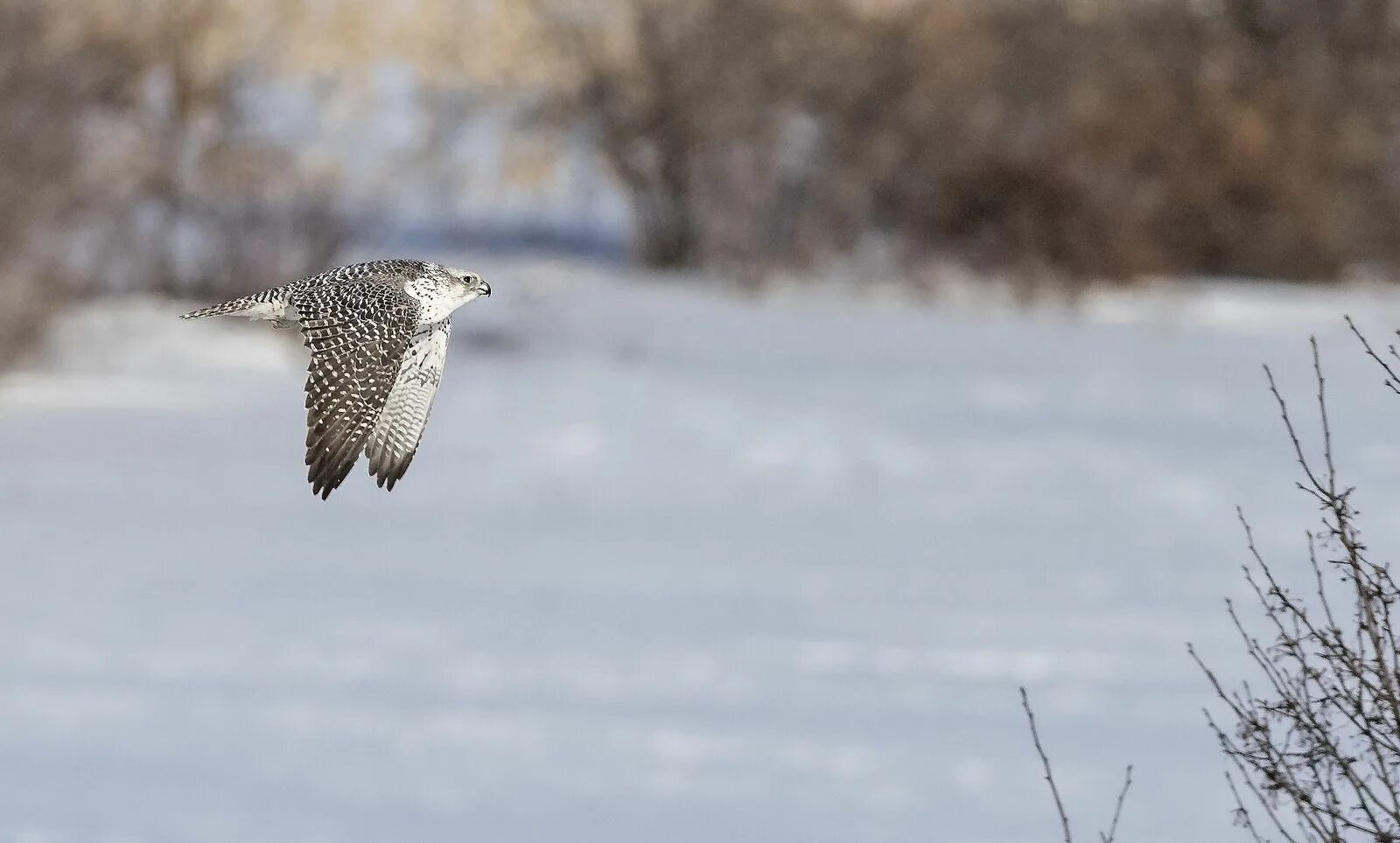 Кречет в тундре. Кречет falco rusticolus. Сокол белый кречет. Беркут и кречет. Норвежский кречет.