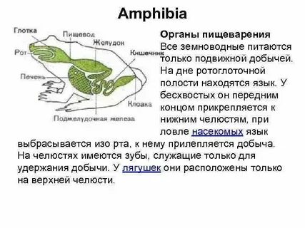 Особенности пищеварения у земноводных