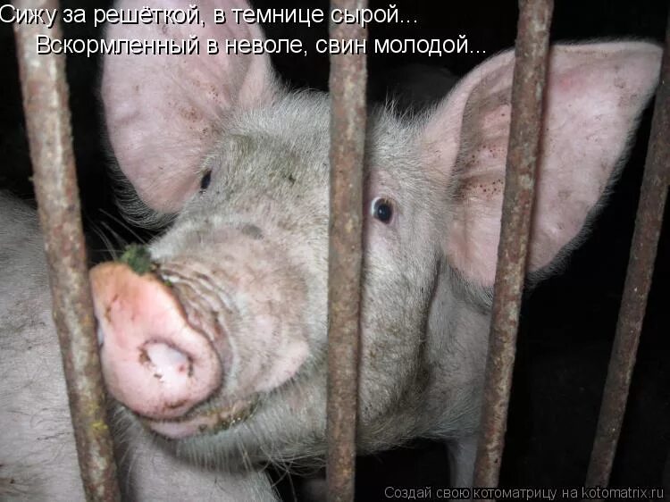 Сижу сырой. Не обижайте свиней они чистые. сижу за решёткой: - я всё сказал - прикольный стих.