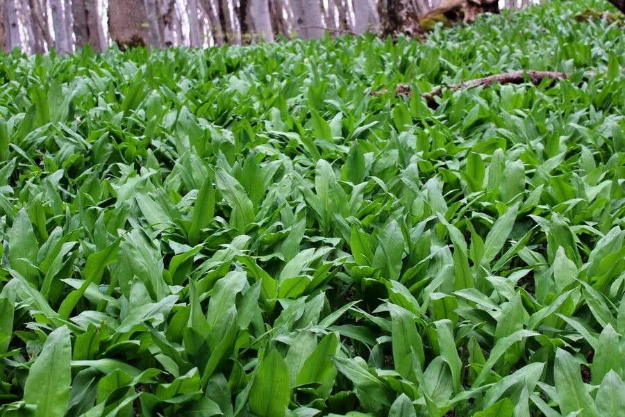 Черемша кавказская. Черемша степная. Где собирают черемшу. Черемша, черемица, черемушка. Черемша ягода.