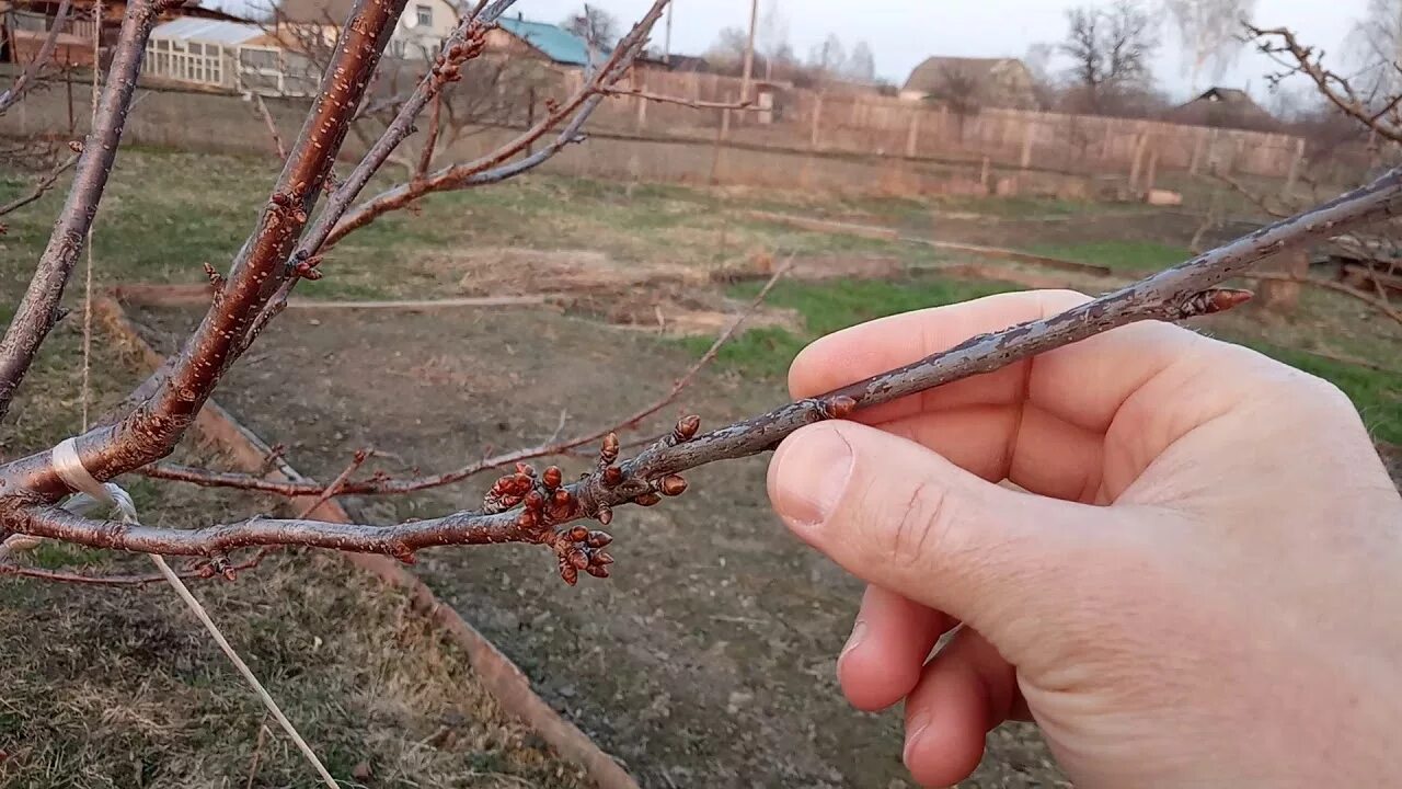 Нужно ли обрезать черешню. Формировка черешни. Формировка дерева черешни. Формировка саженца черешни. Формировка кроны черешни.