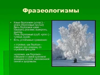 Скажи береза