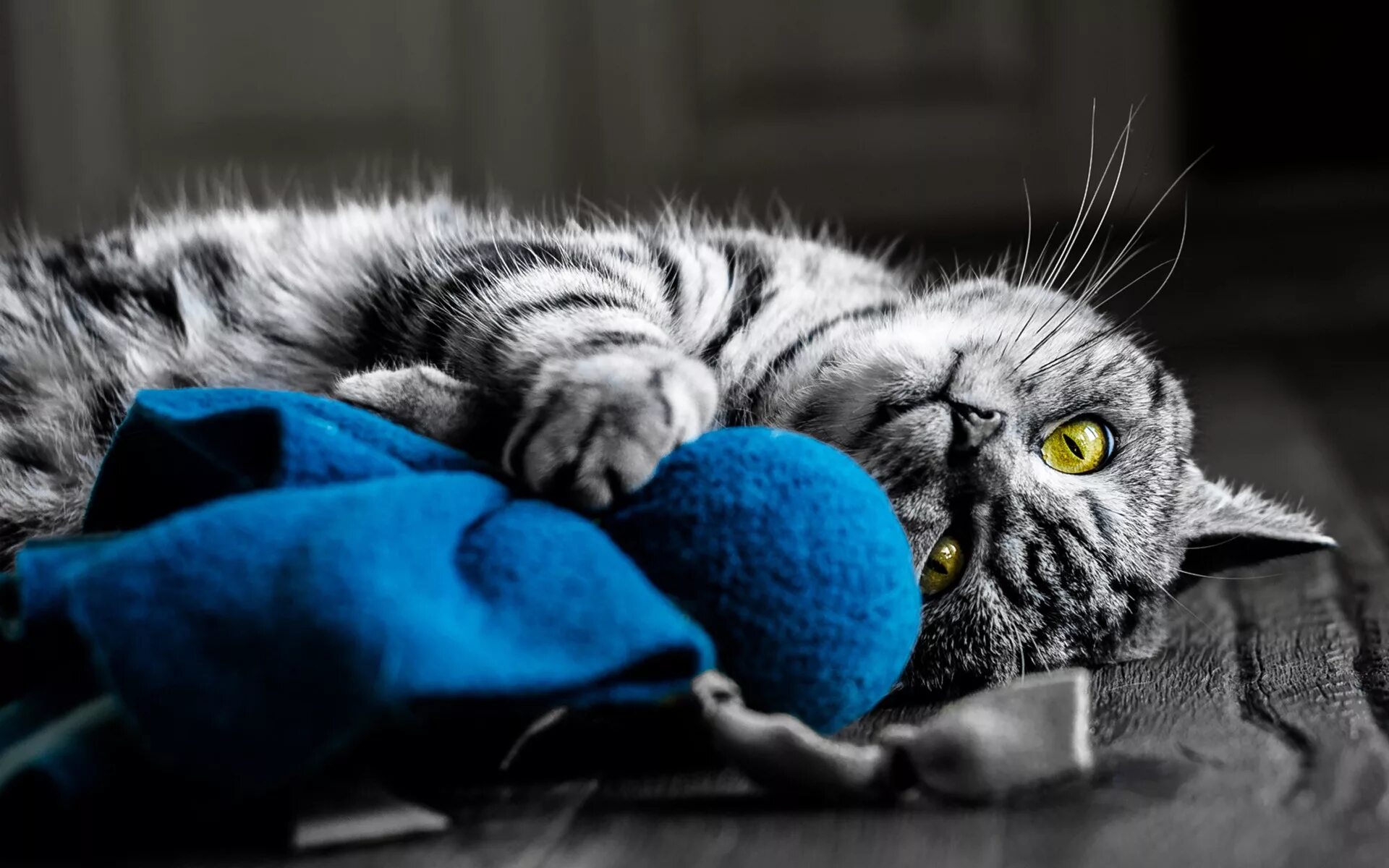 Котэ и синий. Кот. Заставка на компьютер коты. Коты на синем фоне. Заставка на раб стол коты.