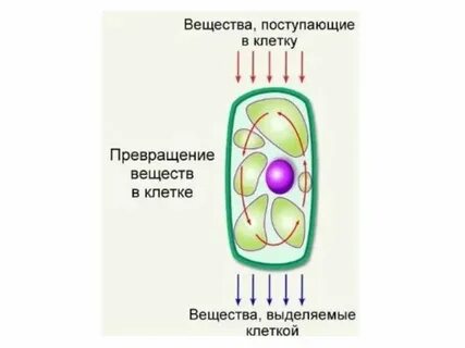 4 как поступают вещества в живую клетку