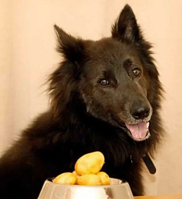Можно собаке вареную картошку. Овчарка кушает. Собака картошка. Собака картофелина. Собака картошка Мем.