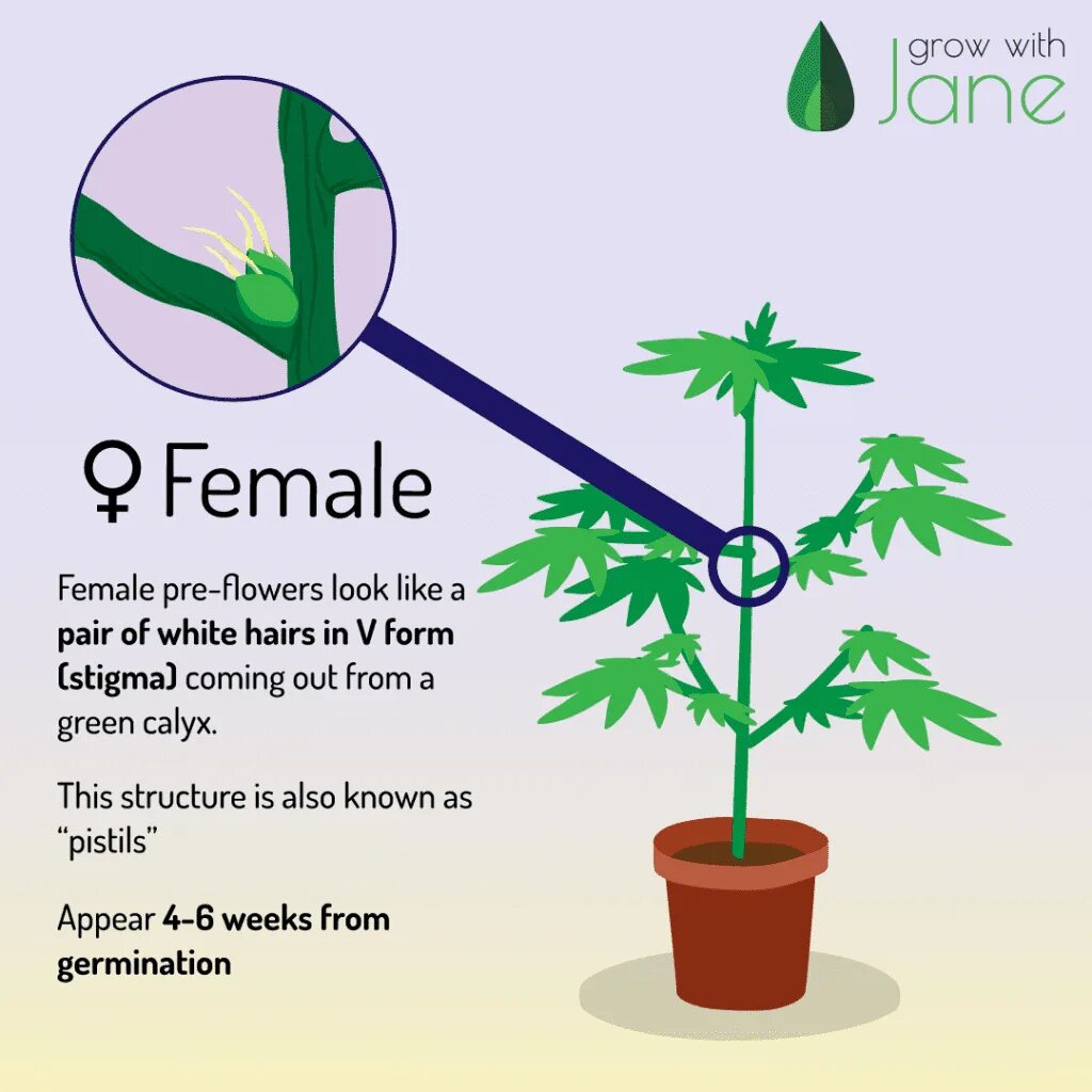 How plant. Cannabis male female. difference between female and male. grow male female. temperature difference with plants.