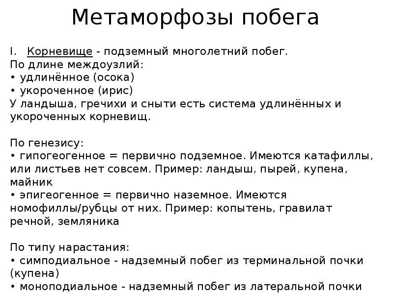 Гипогеогенное корневище. Эпигеогенное корневище. Гипогеогенное корневище и эпигеогенное корневище. Эпигеогенное корневище функции.