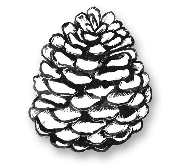 Шишка шаблон для вырезания Download Free Pine Cones Vector Icons for free Vector art, Vector icons, Vector