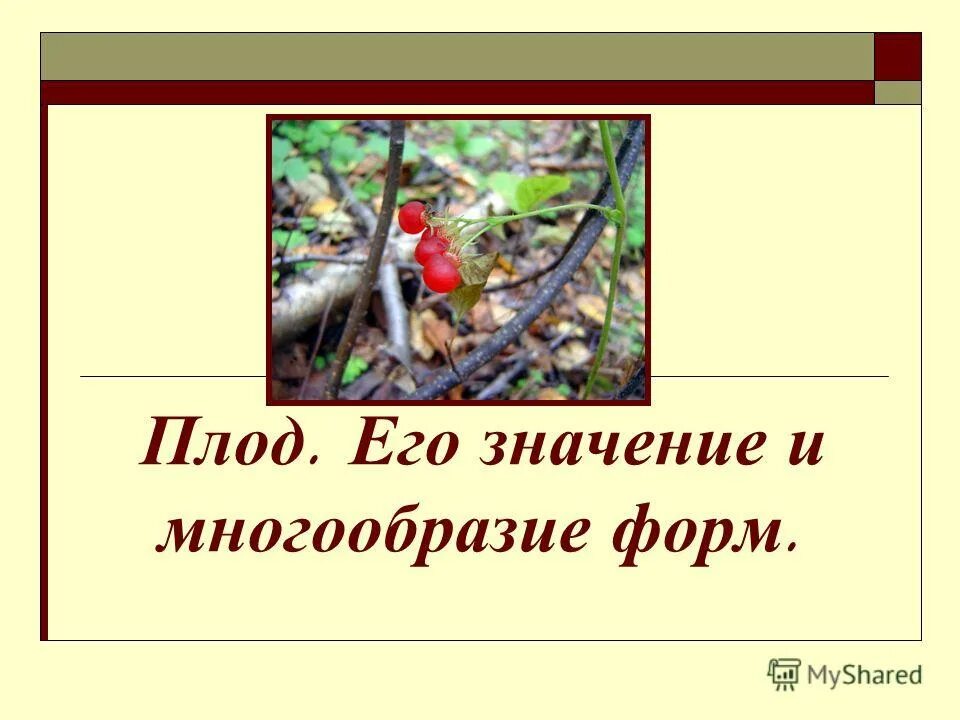 Разнообразие бактерий. Разнообразие форм бактерий. Формы. Многообразие бактерий таблица. Разнообразие плодов вывод.
