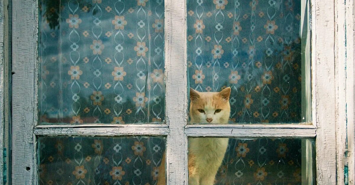 Кот под окном. Кот в окошке. Кошки на окошке. Кот на окне. Коты в окне.